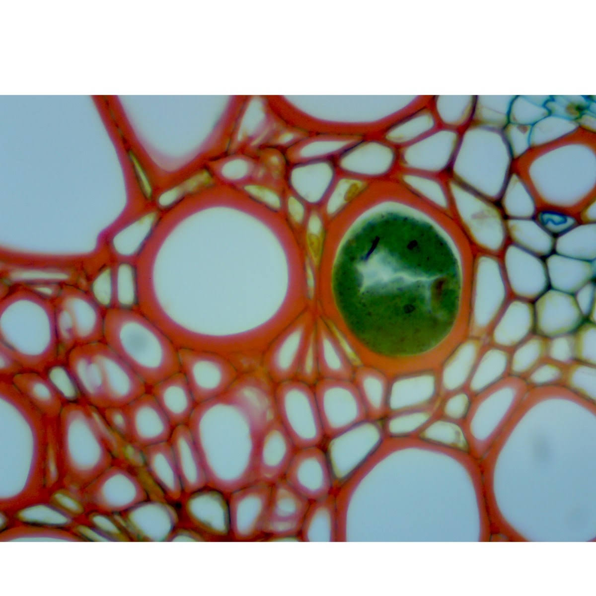 Trinocular Compound LED Microscope with 5MP Digital Camera V836