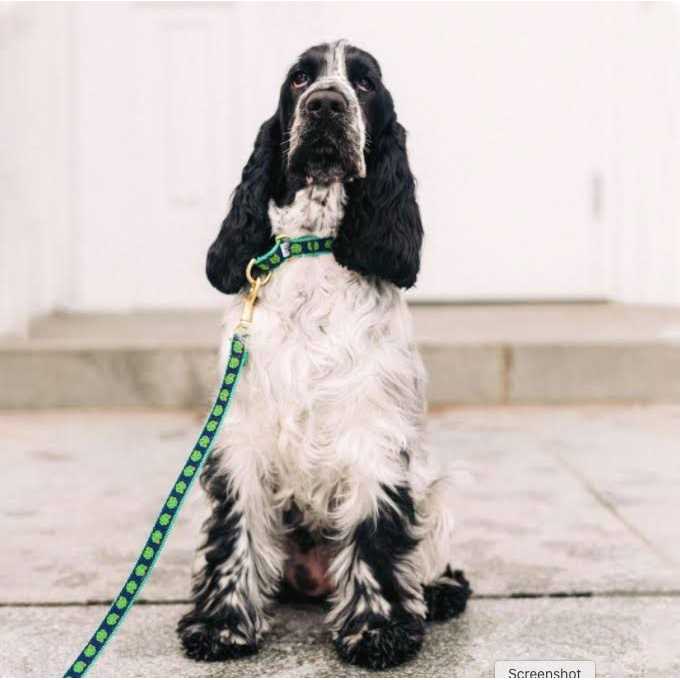 Dog Collar D56315