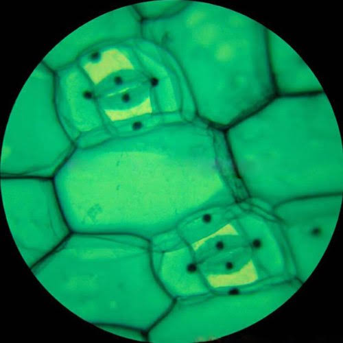 40X-1000X Metal Frame Student Microscope with ABS Case Z777770