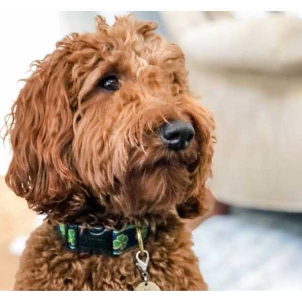 Dog Collar D56315