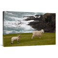 24 x 36 in. Sheep Lamb Art Print B305