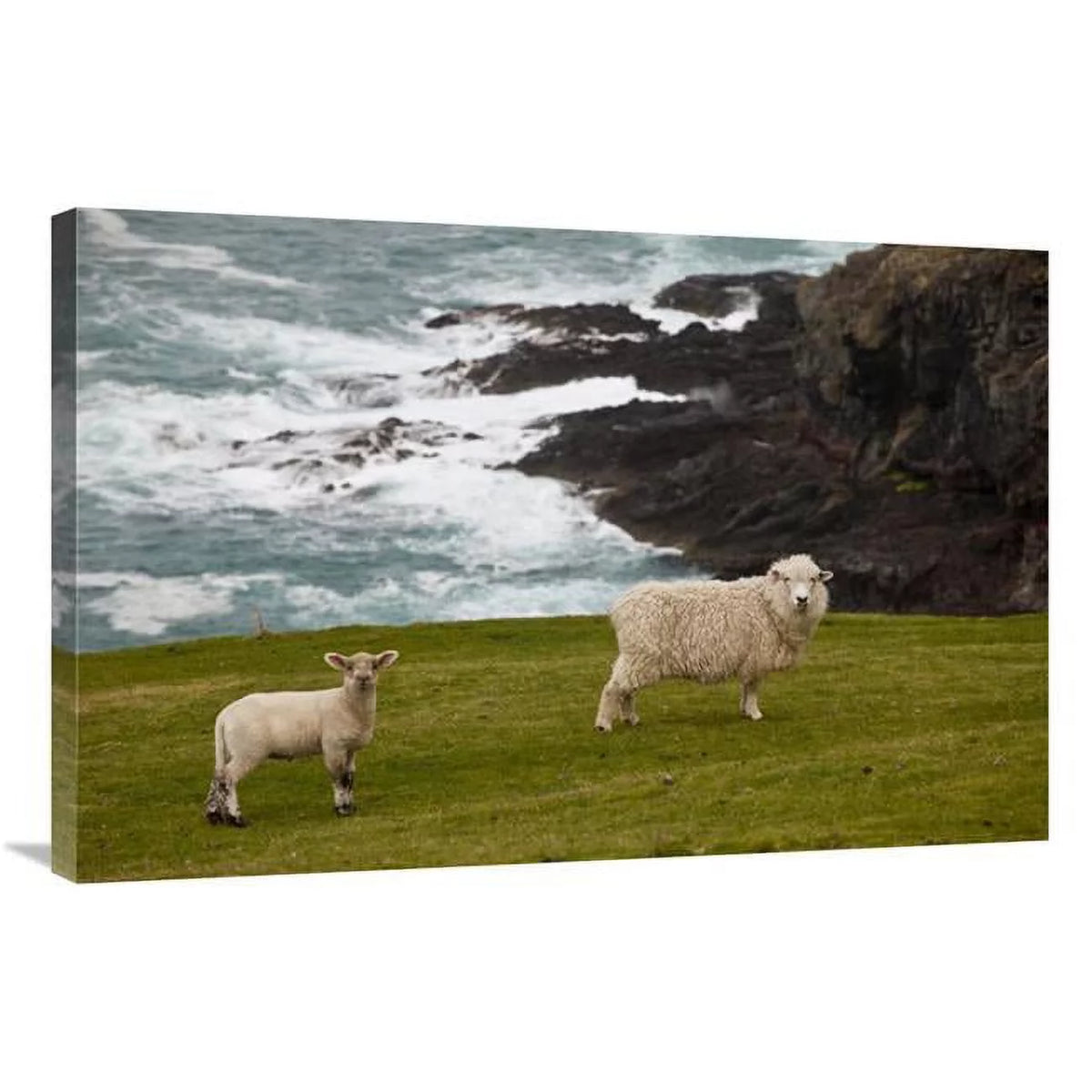 24 x 36 in. Sheep Lamb Art Print B305