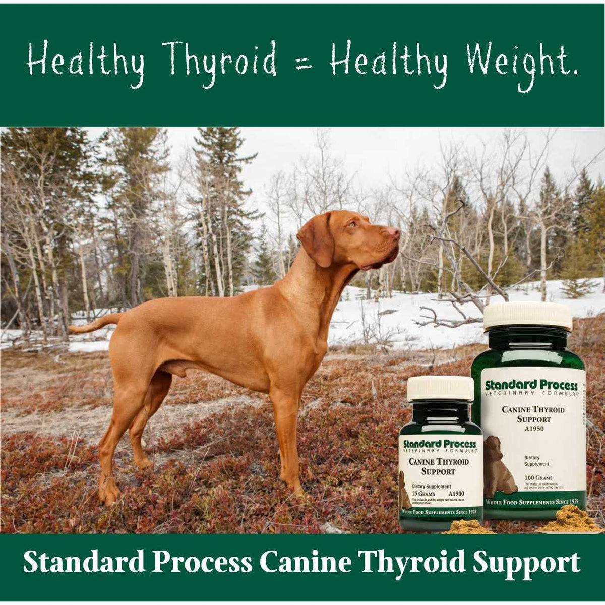 Thyroid Support Pet Supplies V169873