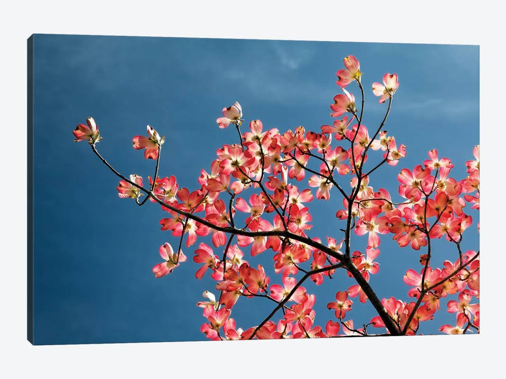 Canvas Art Pink Dogwood Tree Against Blue Sky Floral Botanical Print L50683