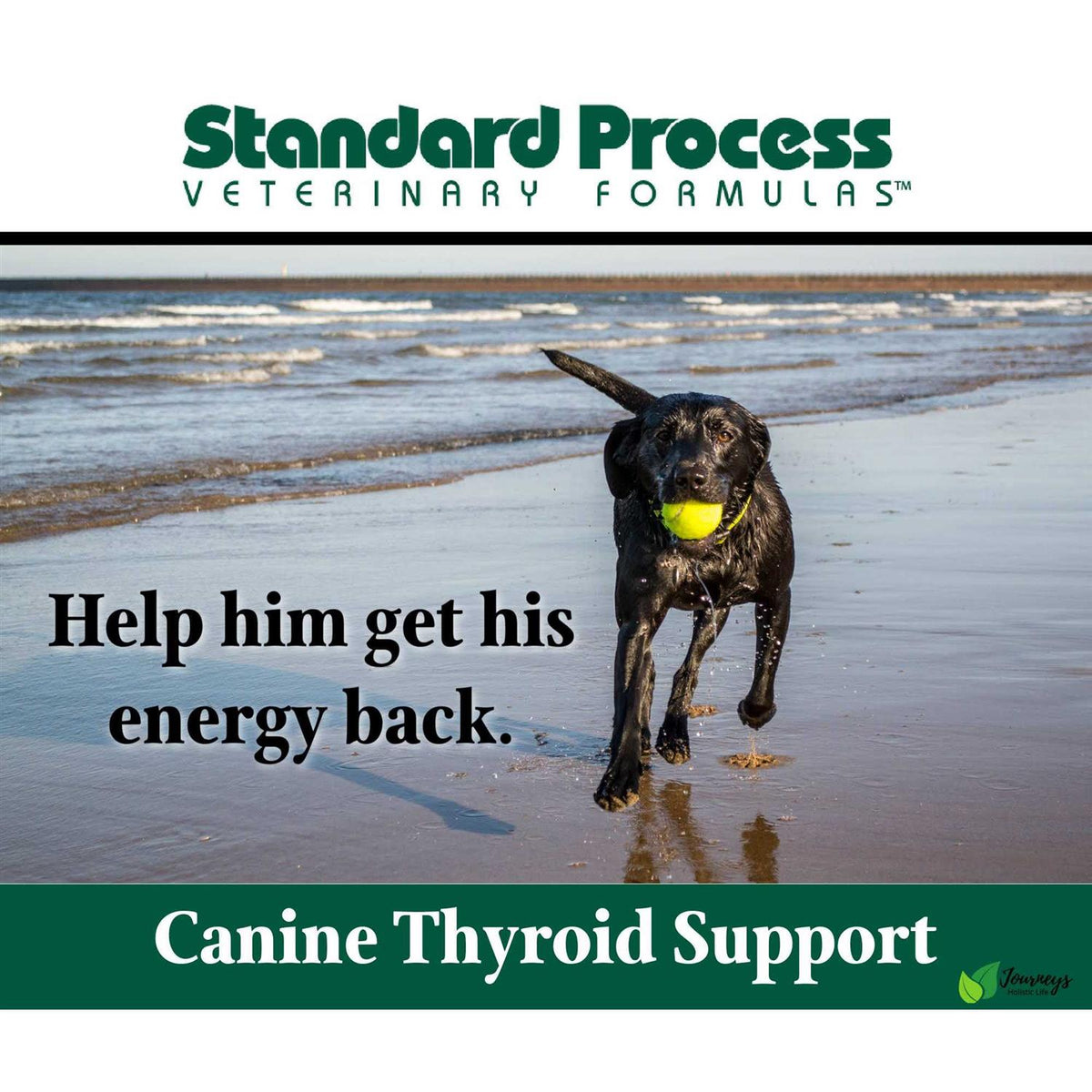 Thyroid Support Pet Supplies V169873