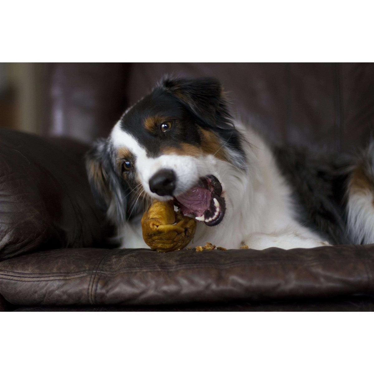 Dog Treats F289521