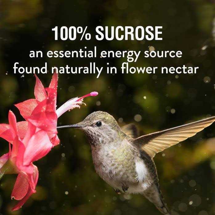 Hummingbird Nectar C31716