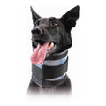 Cervical Collar O537939
